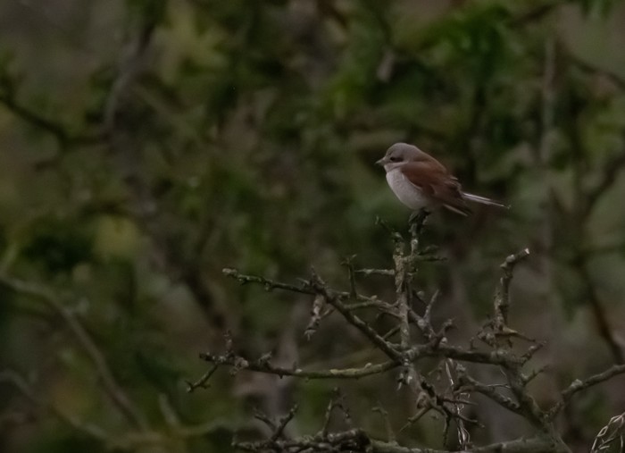 Red-backed Shrike