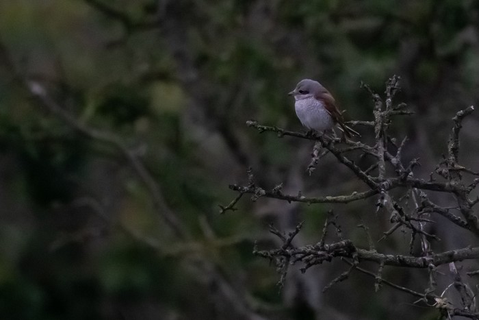 Red-backed Shrike
