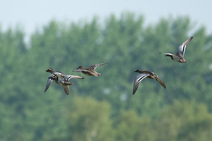 Garganey
