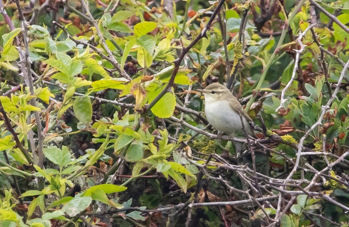 Greenish Warbler