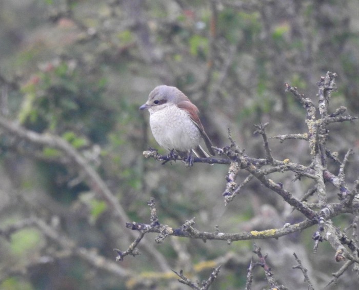 Red-backed Shrike