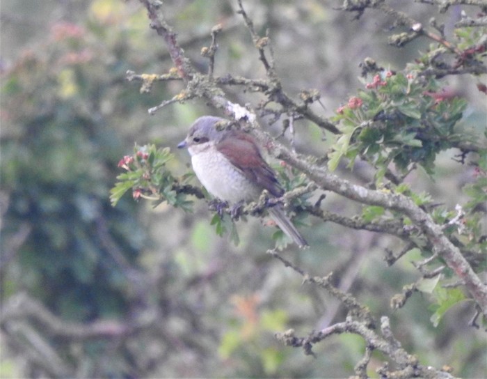 Red-backed Shrike