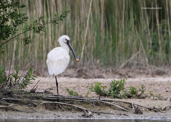 Spoonbill