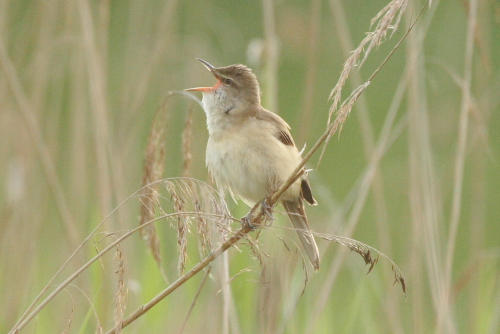 Great Reed Warbler