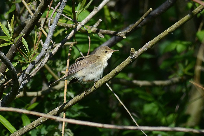 Blyth's Reed Warbler
