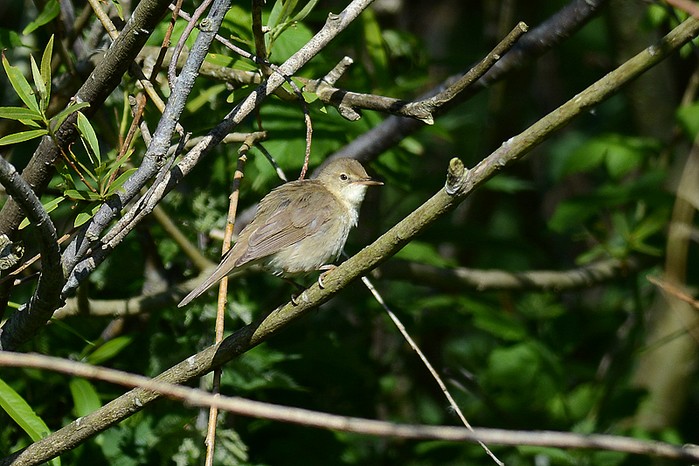Blyth's Reed Warbler