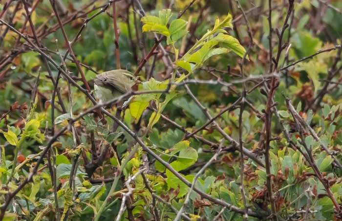 Greenish Warbler