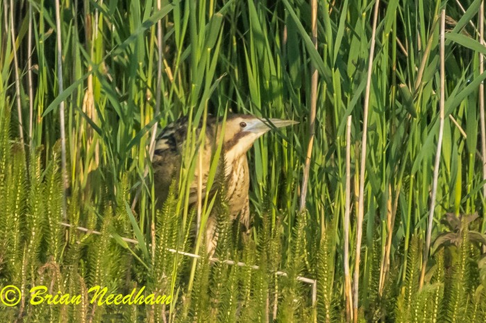 Bittern
