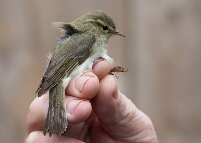 Greenish Warbler