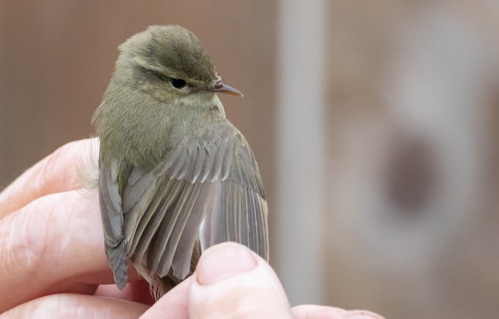 Greenish Warbler