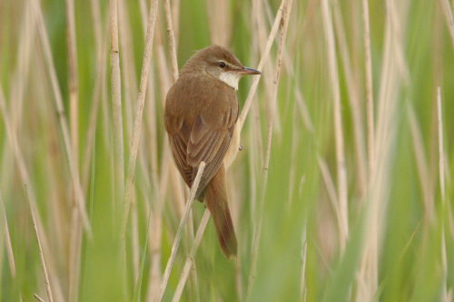 Great Reed Warbler