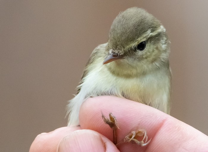 Greenish Warbler