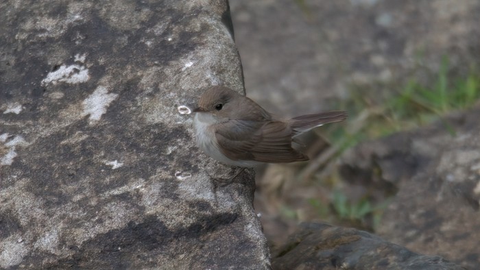 Red-breasted Flycatcher