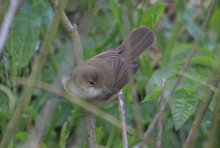 Marsh Warbler