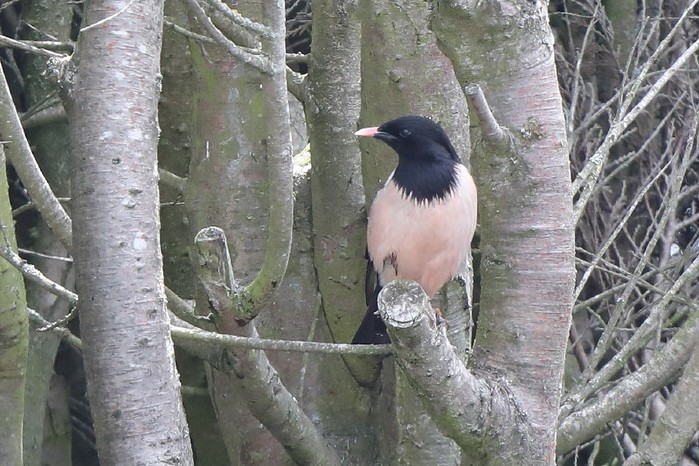Rose-coloured Starling