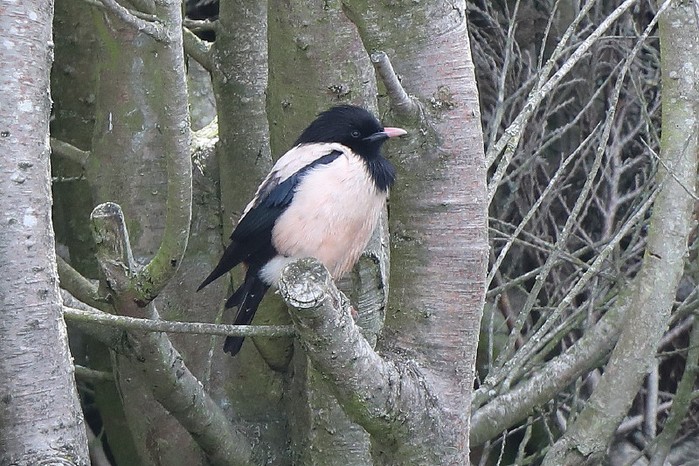 Rose-coloured Starling