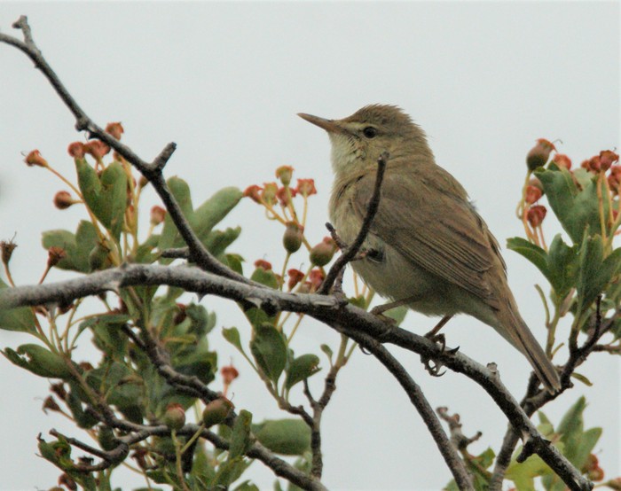 Blyth's Reed Warbler
