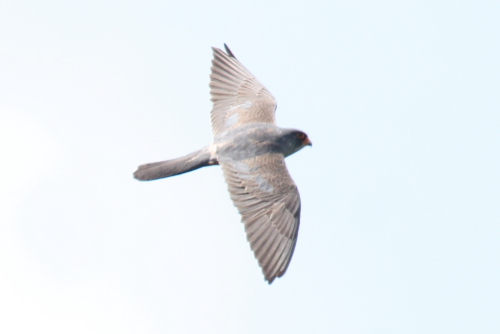 Red-footed Falcon