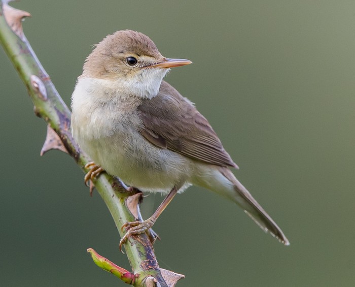 Blyth's Reed Warbler