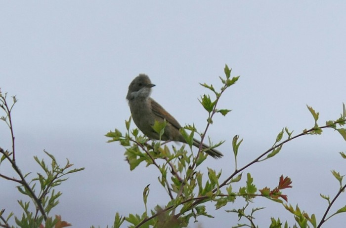 Whitethroat