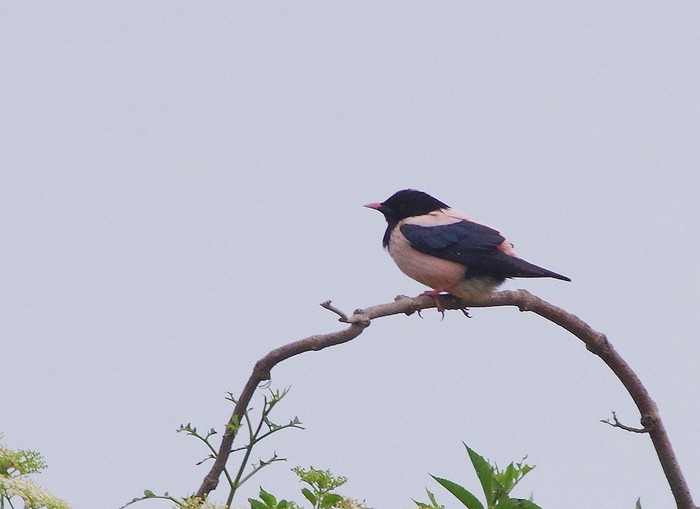 Rose-coloured Starling