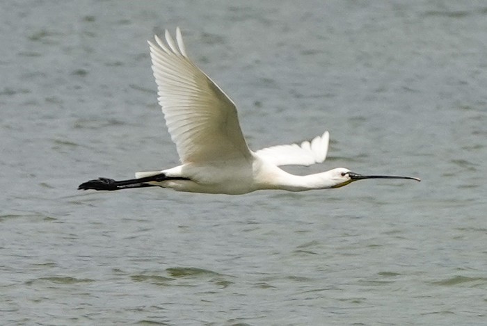 Spoonbill