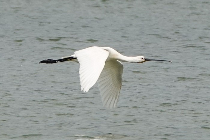 Spoonbill