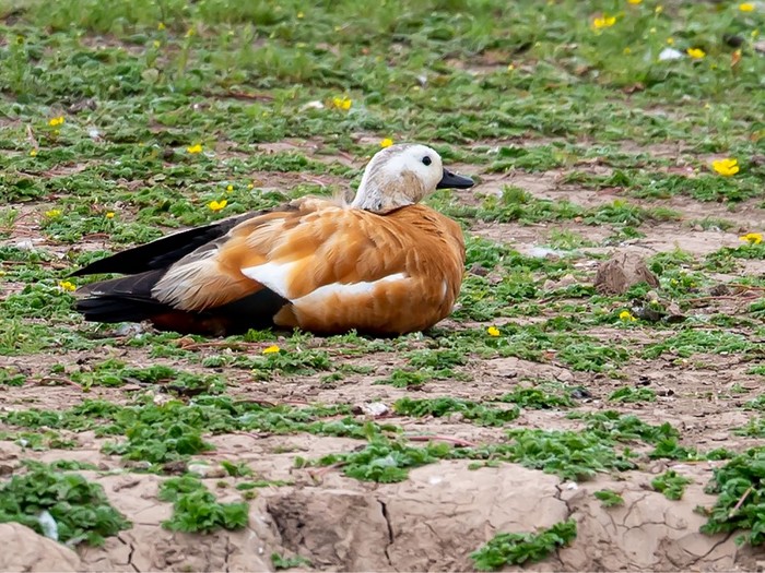 Ruddy Shelduck