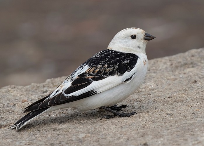 Snow Bunting