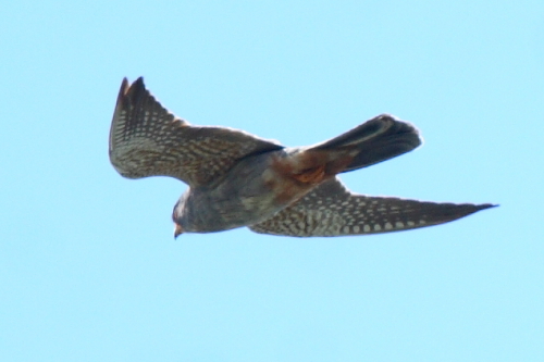 Red-footed Falcon