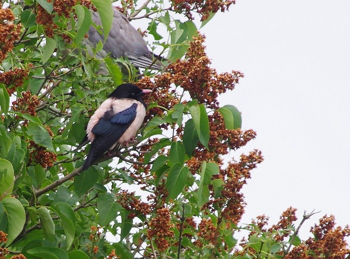 Rose-coloured Starling