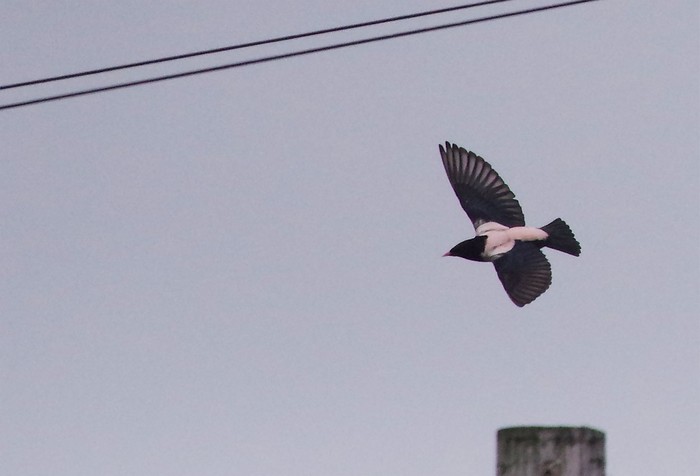 Rose-coloured Starling