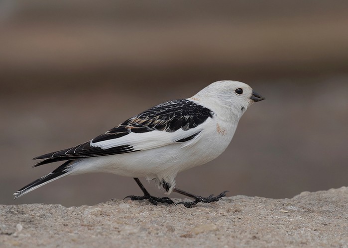 Snow Bunting