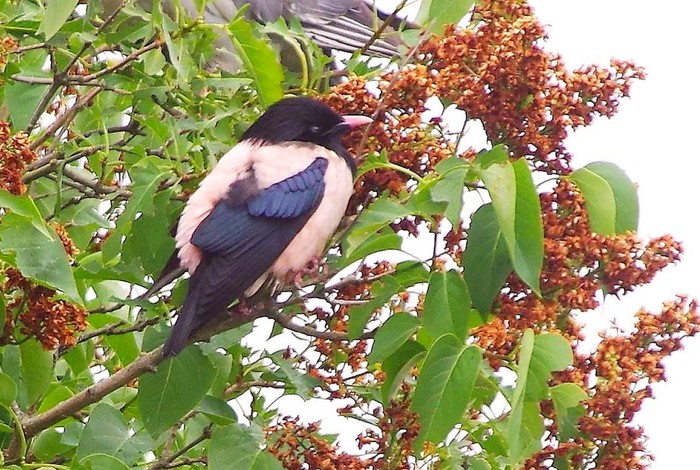 Rose-coloured Starling