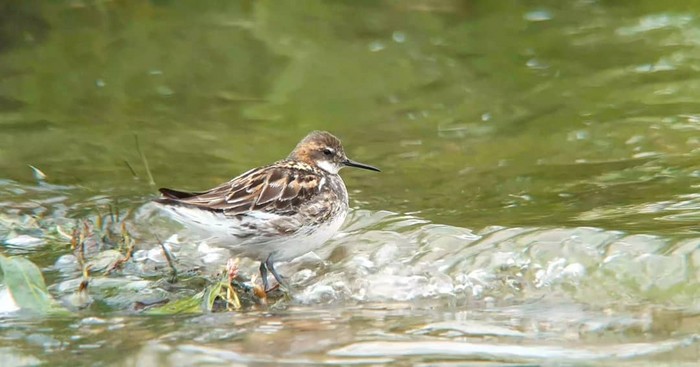 Red-necked Phalarope