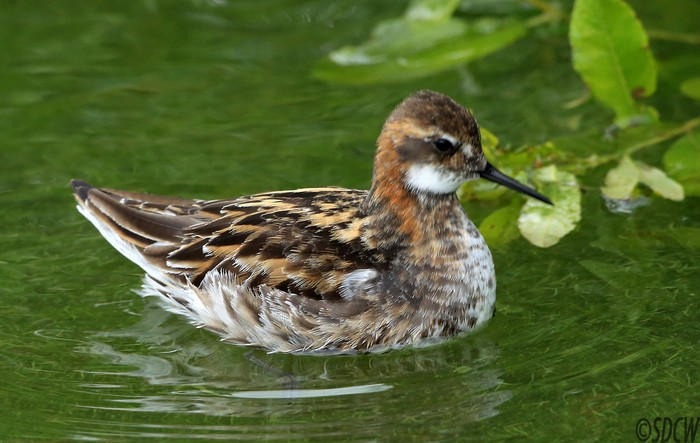 Red-necked Phalarope