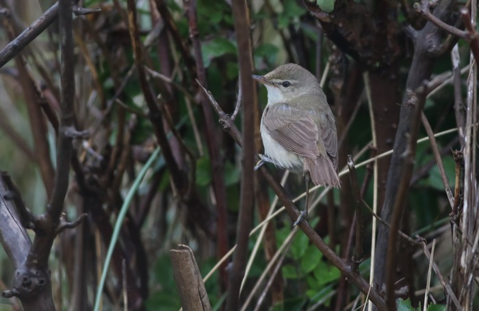 Blyth's Reed Warbler