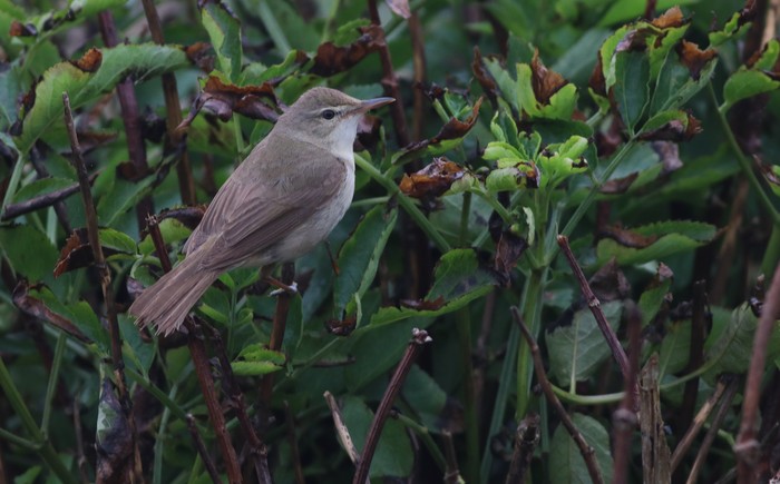 Blyth's Reed Warbler