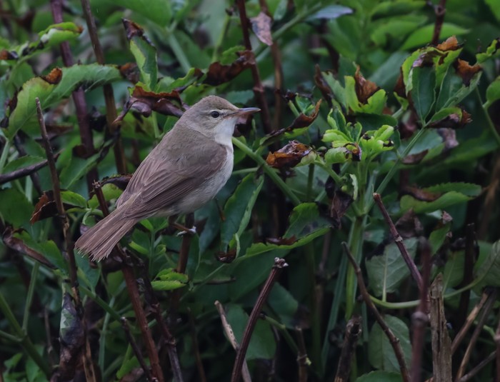 Blyth's Reed Warbler