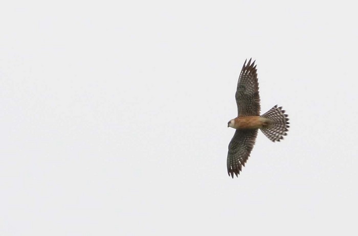 Red-footed Falcon