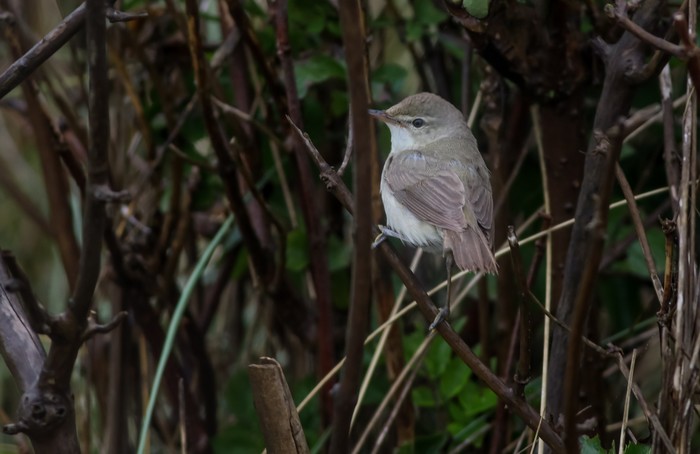 Blyth's Reed Warbler