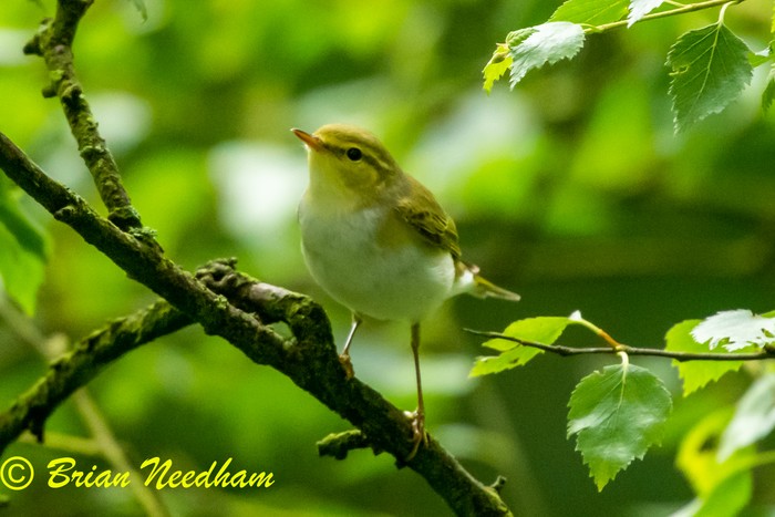 Wood Warbler