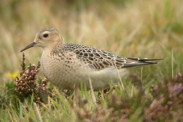 Buff-breasted Sandpiper
