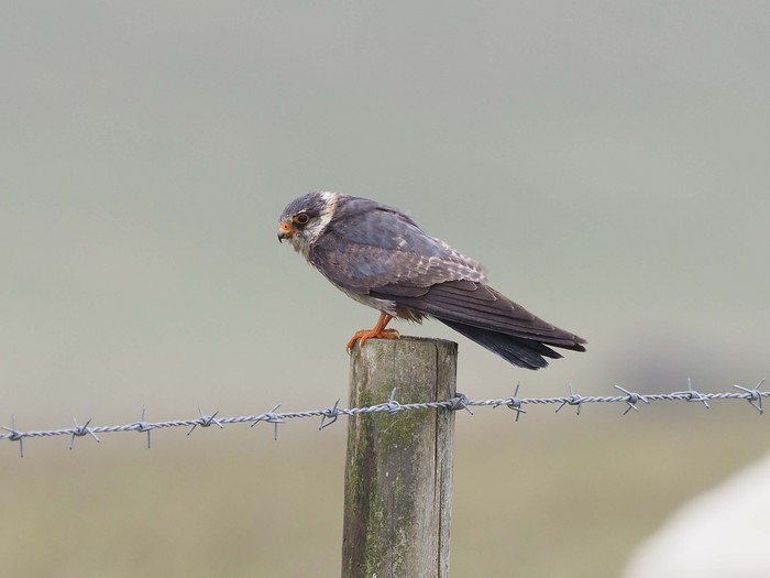 Red-footed Falcon