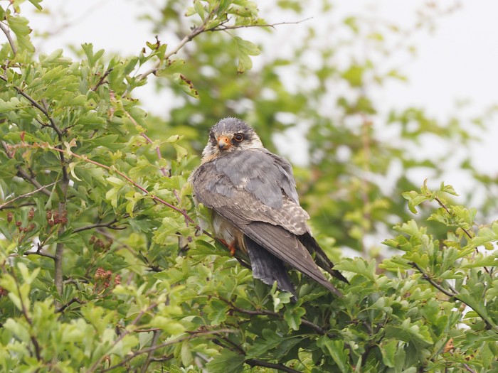 Red-footed Falcon