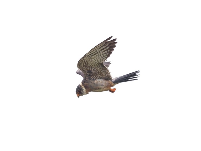 Red-footed Falcon