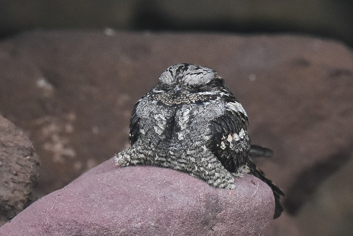 Nightjar