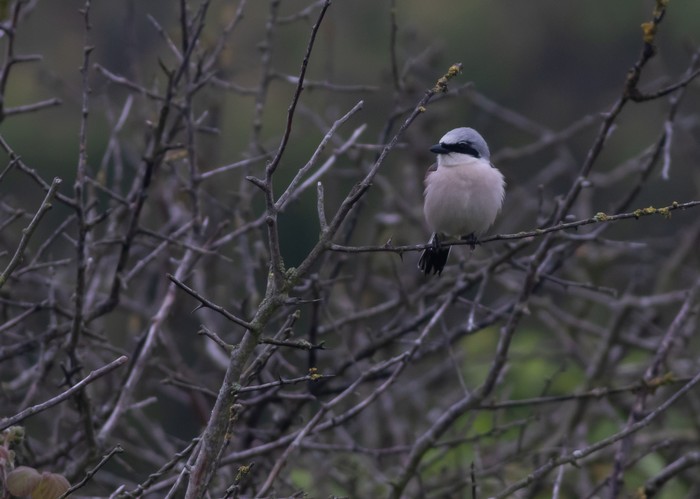 Red-backed Shrike