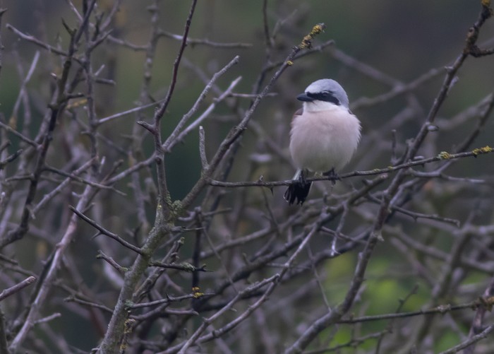 Red-backed Shrike