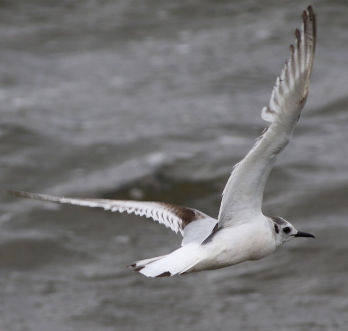 Little Gull